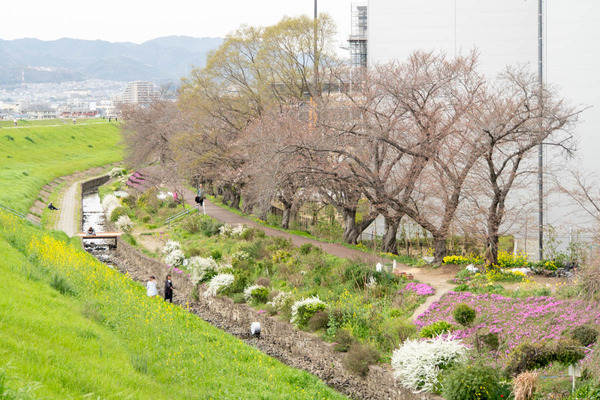 新川堤20240402144547