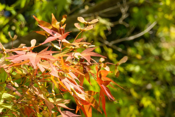 紅葉20211008121545