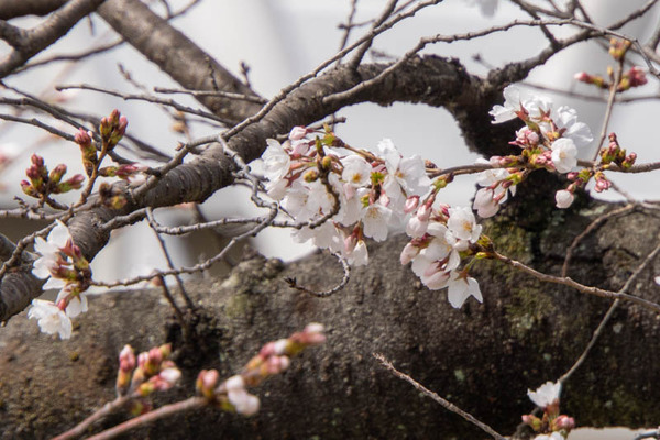 芥川桜堤公園20250331111328