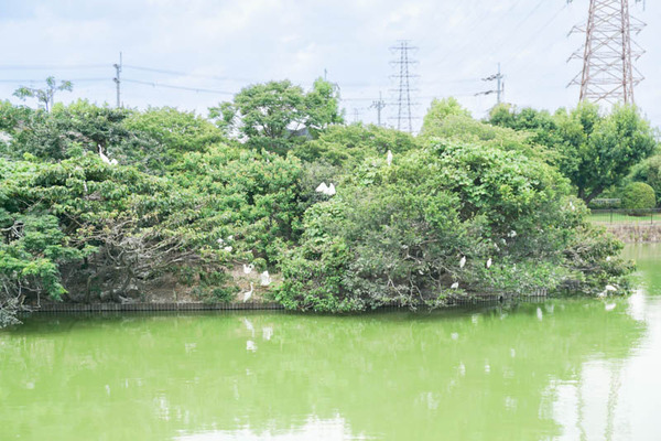 耳原公園-2022080427