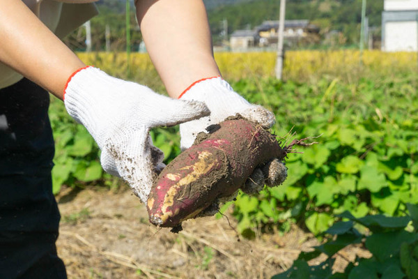 芋掘り20231013133419