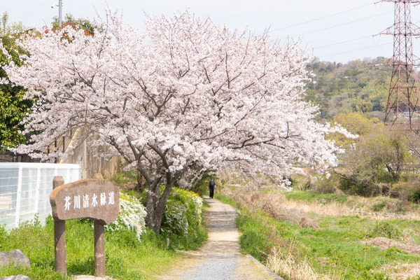 芥川20250408103003