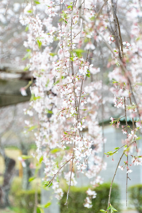 摂津峡20240402165903