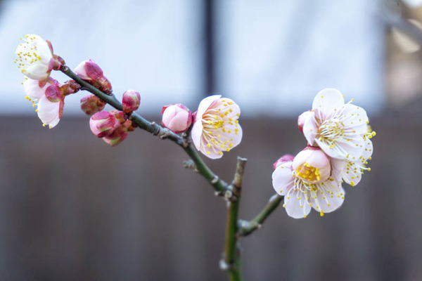 上宮天満宮の梅20220222155205