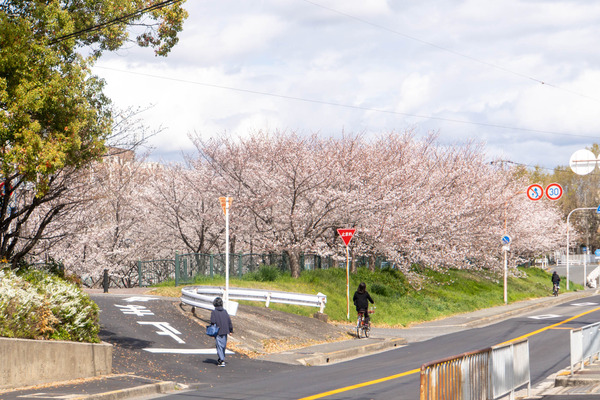 玉川橋20250403130944