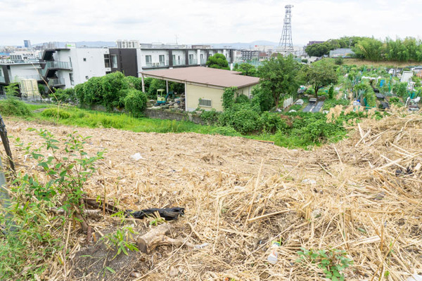 竹藪20210810123527