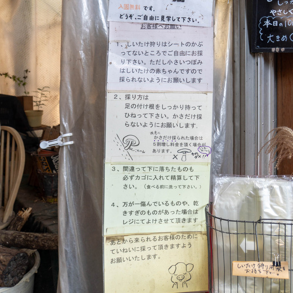 しいたけ狩り20251023094536