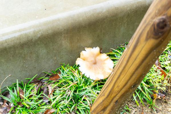 きのこ富田町-202105216