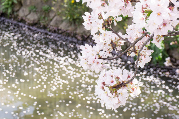 桜3-3120210331122541