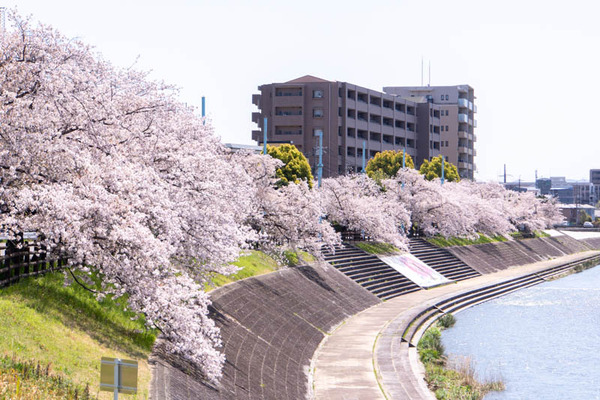 桜堤20240410110123