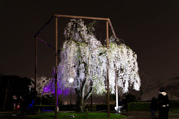 摂津峡20230326070130