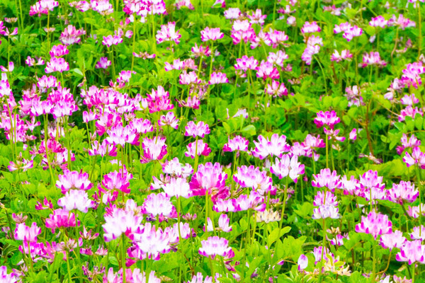 れんげ-202205068