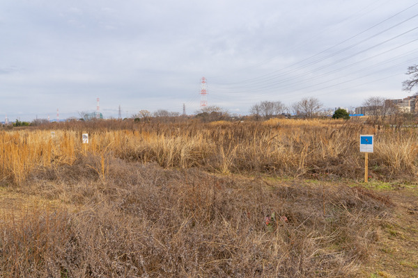 野草迷路-21012610