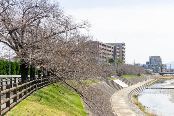 芥川桜堤さくら20230323001041