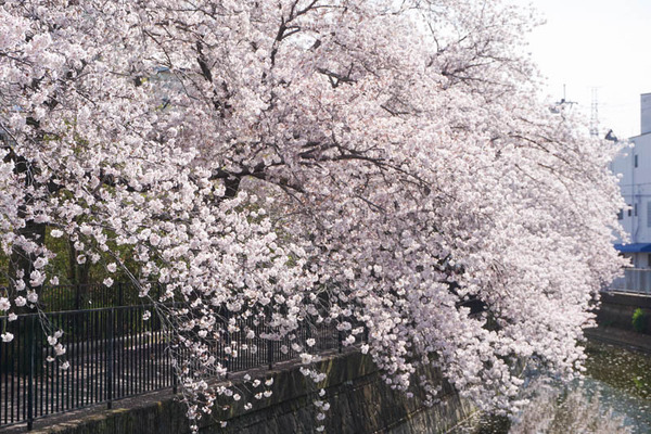 春日町さくら-202204056