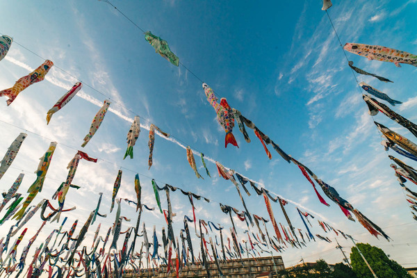 こいのぼり-2404251