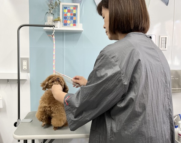 芝生町に「KIKKA（キッカ）」ってドッグサロンができてる