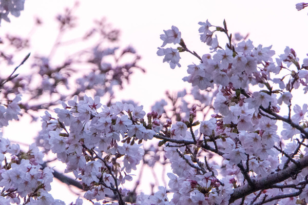 みのおキューズモール20240404181056