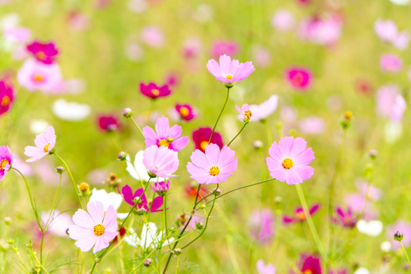 コスモス20251021112527