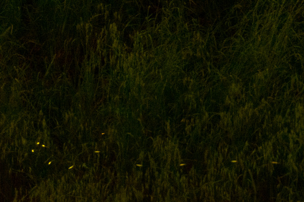 ヒメボタル-2305126