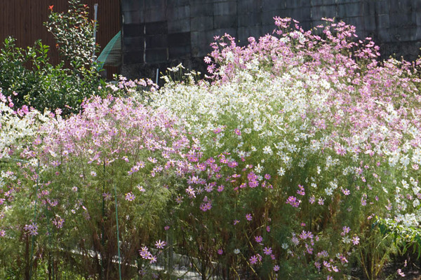 コスモスフォト-202110044