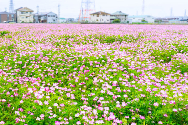 れんげ畑 絨毯みたいになってた三島江のレンゲ【たかつーフォト】 : 高槻
