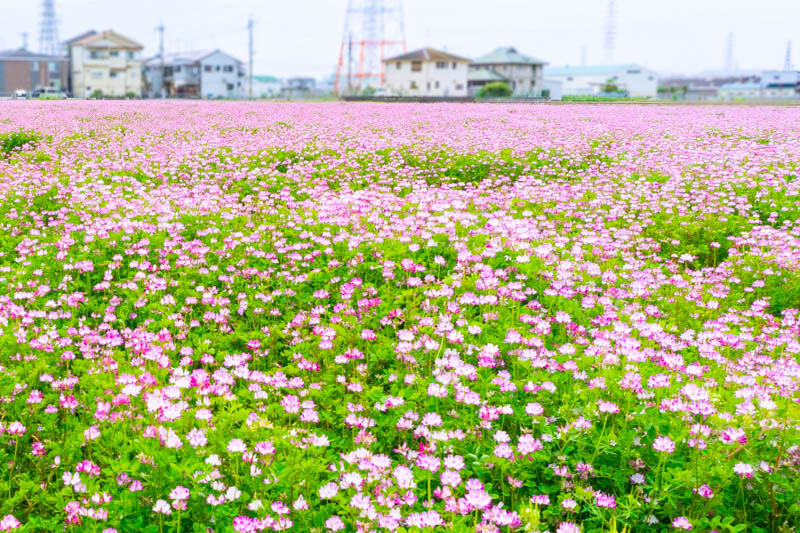 絨毯みたいになってた三島江のレンゲ【たかつーフォト】 : 高槻つーしん