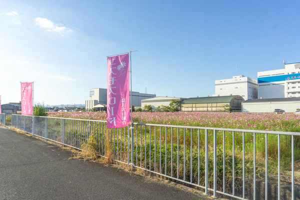 コスモス20211015155344