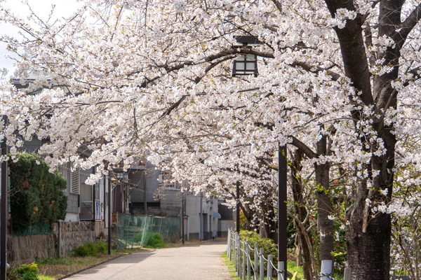 筒井池20250403124956