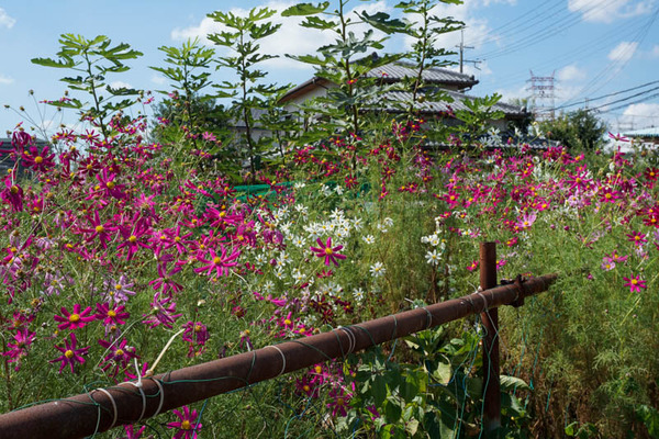 コスモスフォト-202110045