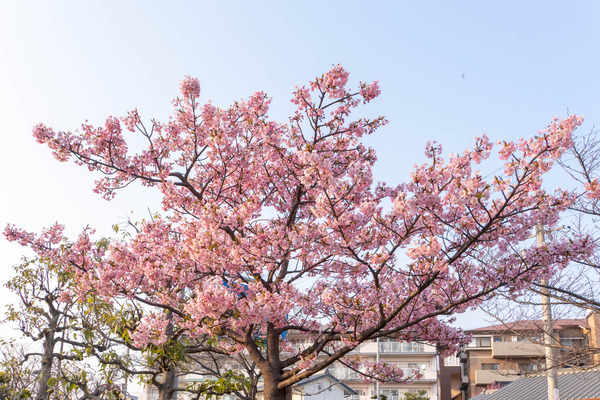 桜20250321162357
