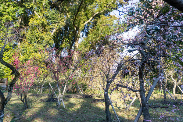 上宮天満宮の梅20220222155106