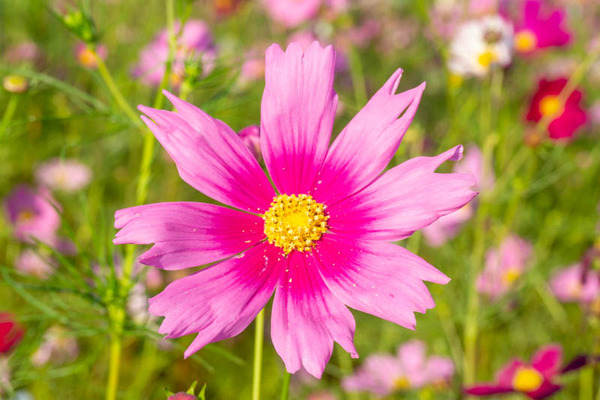 コスモス20211015154744