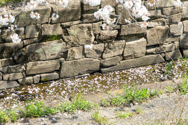 新川堤20230401010256