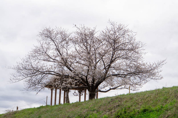 新川桜堤20230324225648