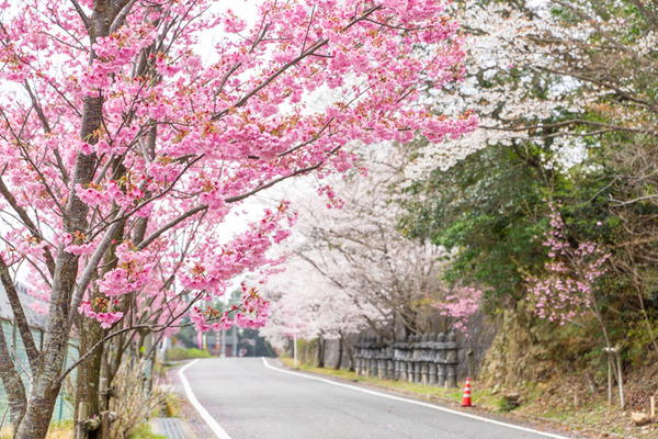 桜-2103296