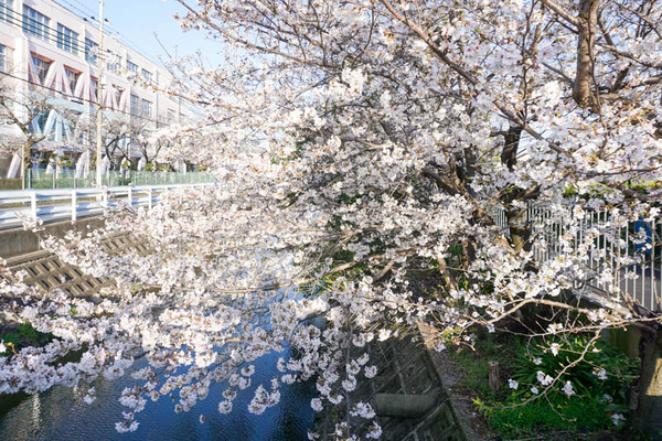 さくら-2023032828