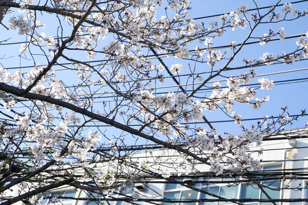 さくら-2023032815