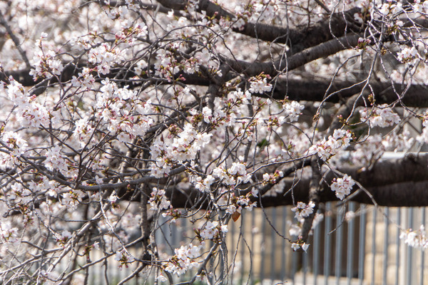 柳川20250403133021