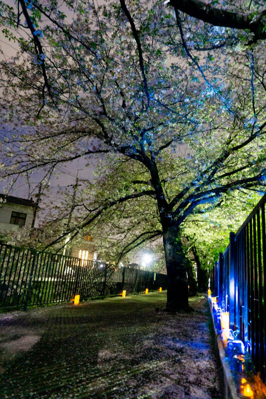 sakura20210402190126