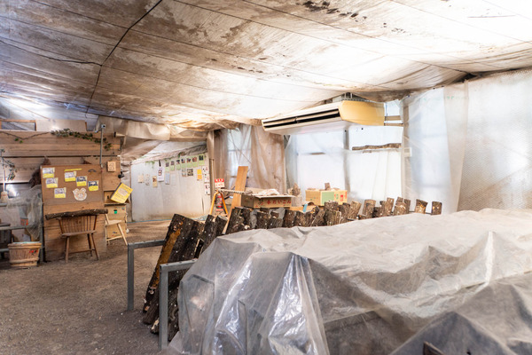 しいたけ狩り20251023101041