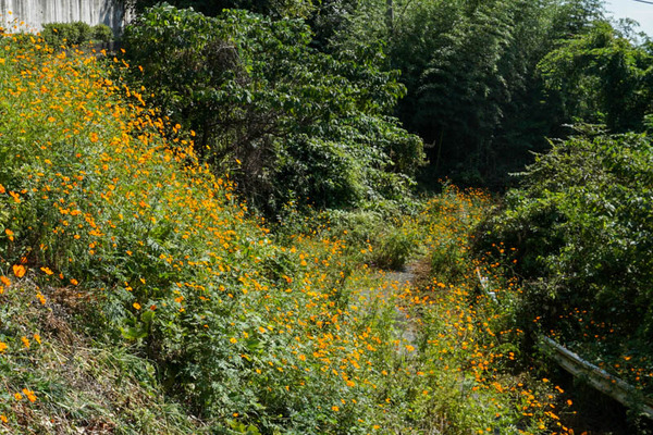 コスモスフォト-2021100411