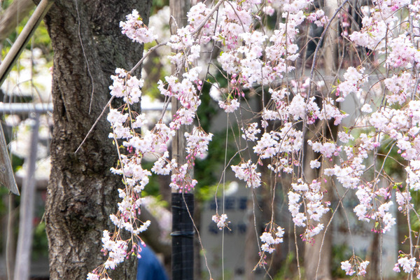 筒井池20250403125041