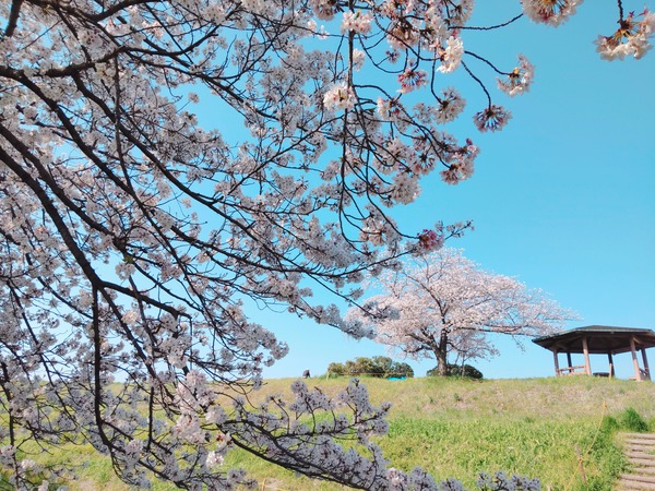 23-04-01-09-07-33-112_photo