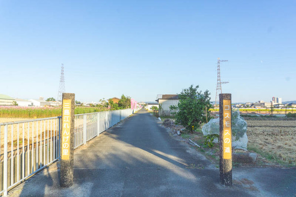 コスモス20211015160530