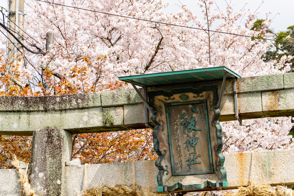 桜-21032910