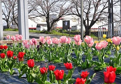 118013-303-440aa7f48ddb2b32d479c3e4549417a3-500x348