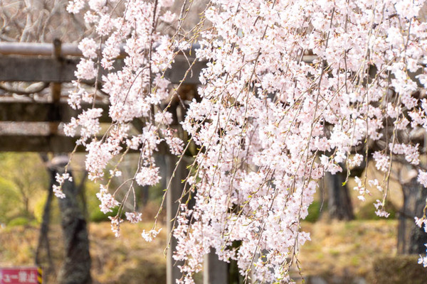 摂津峡20250328124135