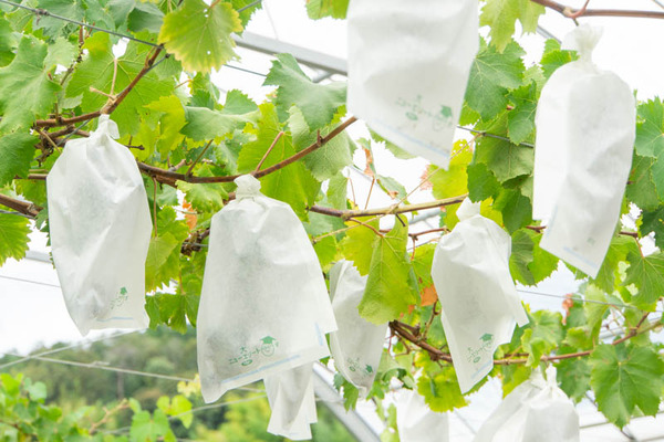 THEFARM20230822103115