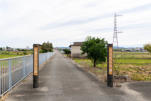 コスモス20251021112149